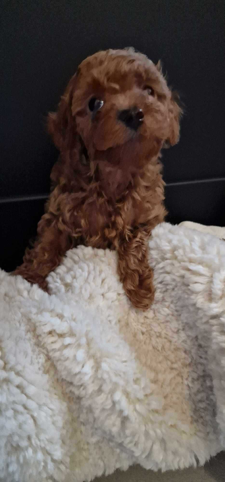 Pudel Toy red brown malutki chłopczyk