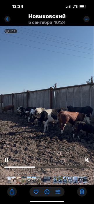 Продам худобу живою вагою (корови, бики, телята)