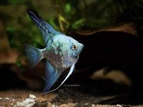 Skalar Philippine Blue Smokey. Cetarius