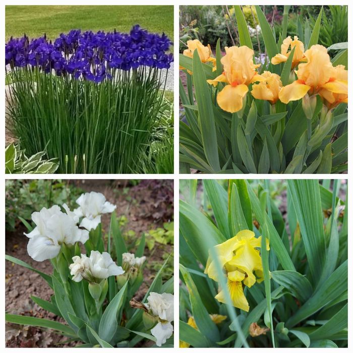 Квіти садові різних видів