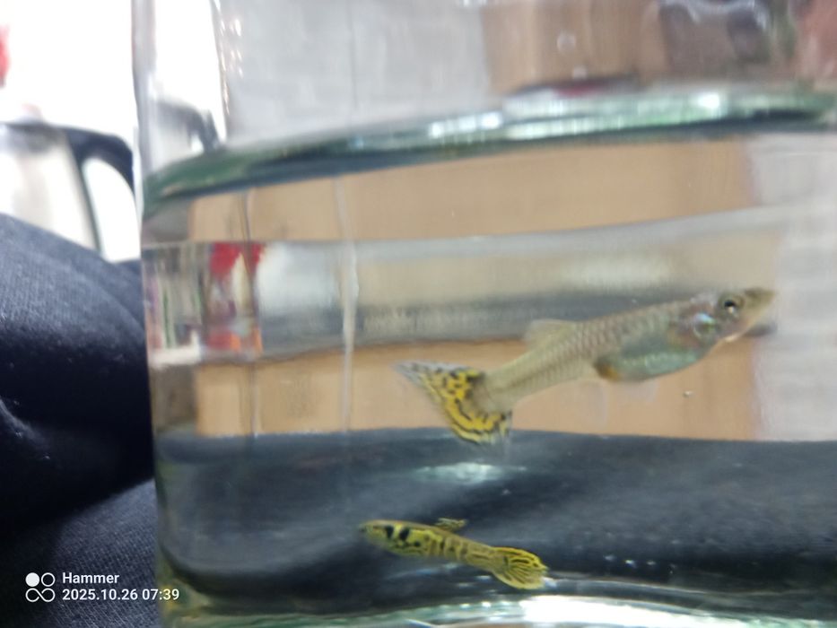 Gupik Tiger cobra parka