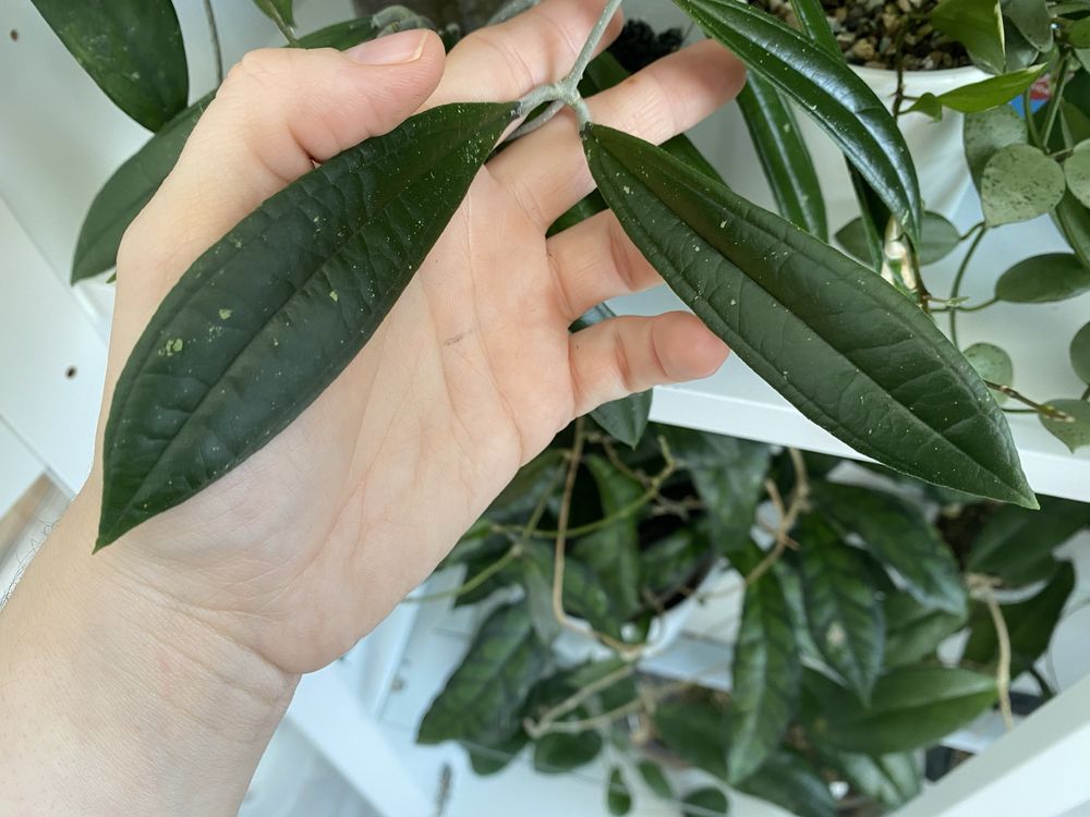 Hoya rigidifolia splash