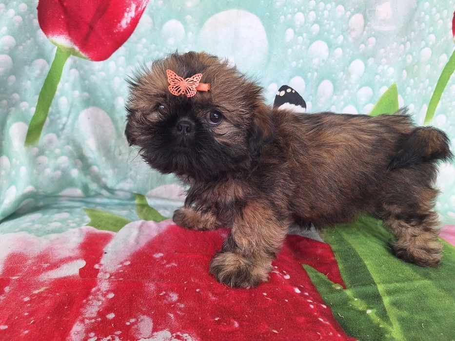 Shih Tzu sunia z rodowodem SWKIPR