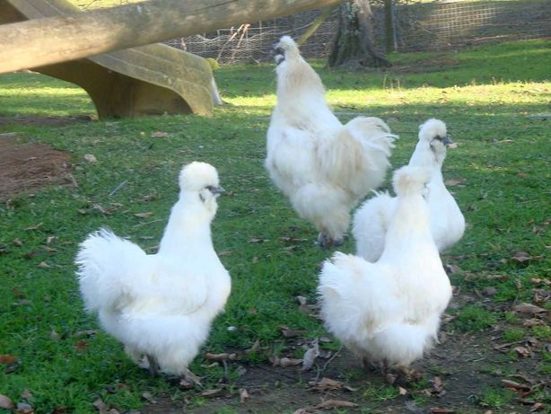 Ovos galados galinhas de raça