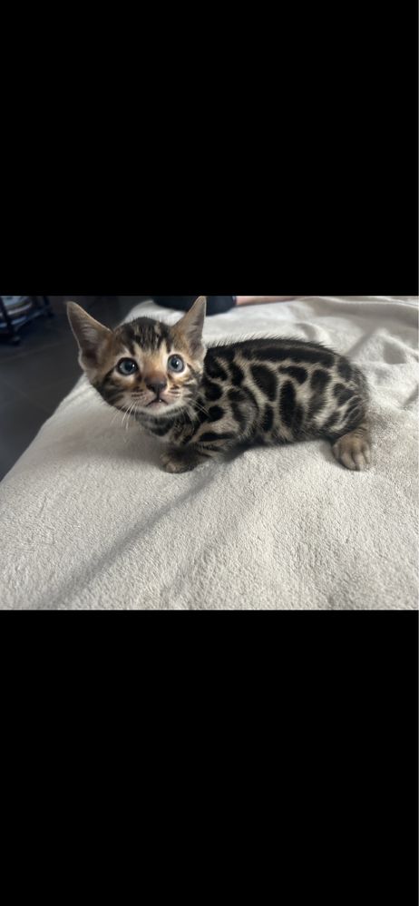 Gatinho Bengal Black Tabby Spoted