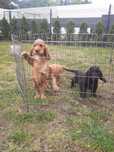 Cocker spaniel piesek