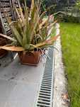 vaso com planta florida aloevera por 8 euros 22CMX22CMX H 27CM
