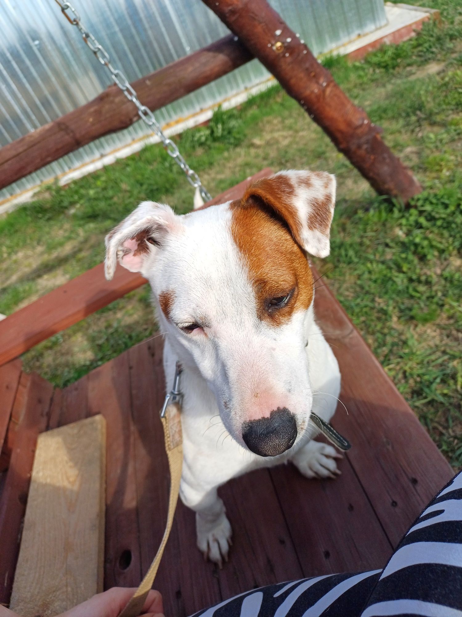 Pies  Jack Russell Terier