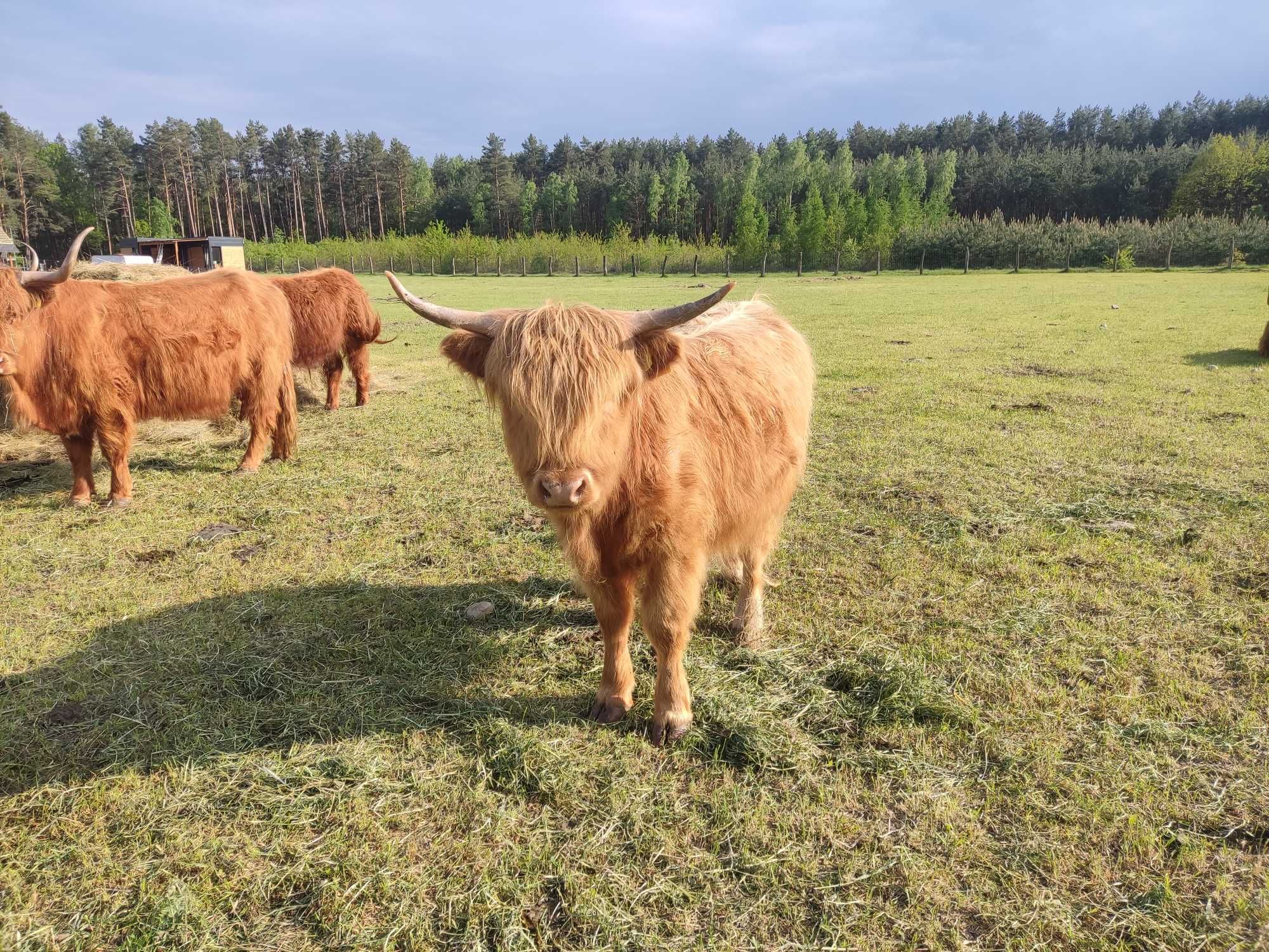 Krowa szkocka, jałówka, bydło szkockie