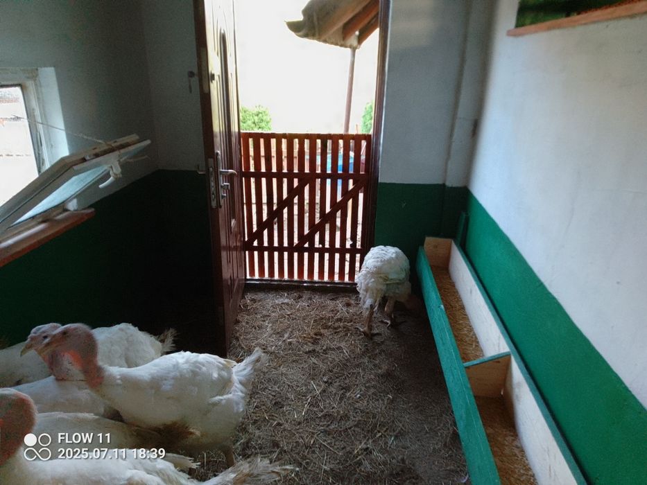 Indyk Mięso z indyka