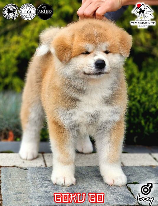 Akita Inu (japońska), ZKwP / FCI & AKIHO - czerwony piesek