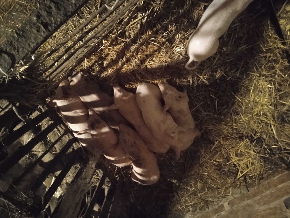 Продаю поросята Рубань