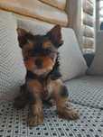 Yorkshire terrier