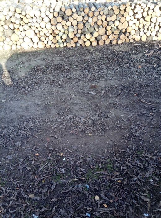 Sprzedam drewno opałowe