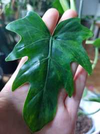 Philodendon Radiatum variegata