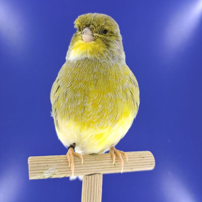 Kanarek, samczyki 03,01 - sprzedam, Wrocław