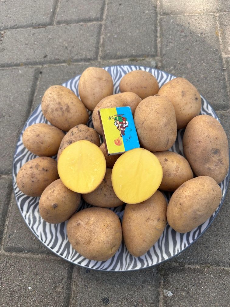 Картопля середня (жовта) сорт Берніна.