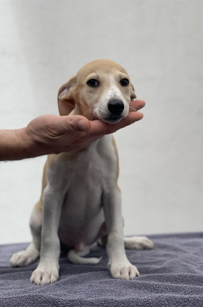 Whippet samiec ZKwP Revirado FCI gotowy do odbioru