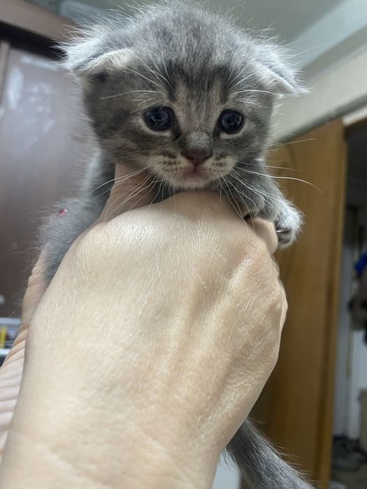 Продам котят шотладские