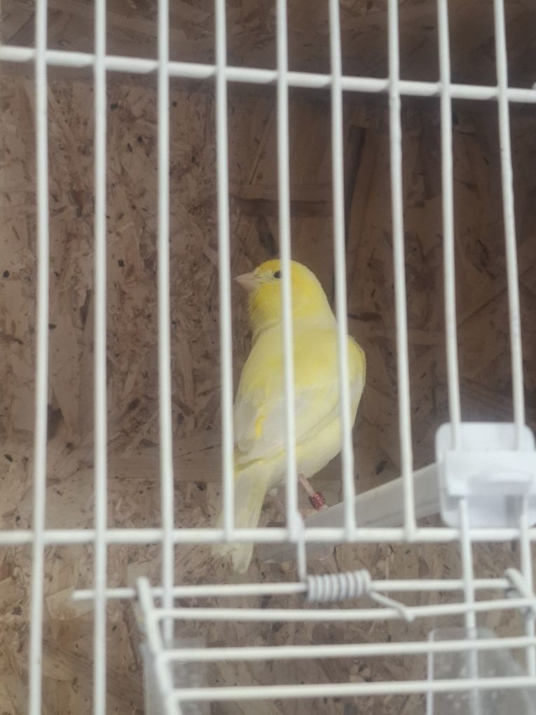 Canario macho amarelo 2024