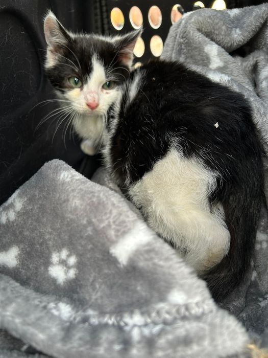 Piękny kotek szuka swojego kochającego domu