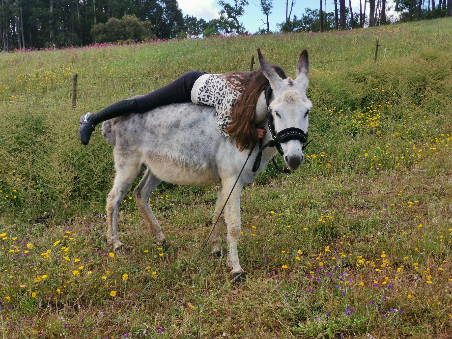 Burra ensinada com 10 anos