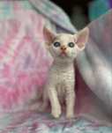 Devon rex chlopczyk o niebieskich oczach