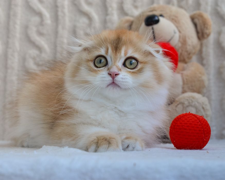 Висловухий шотландець