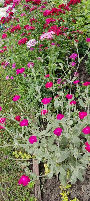 Маргаритки, розові з різними відтінками