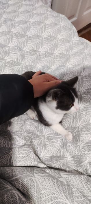 Котенок подросток