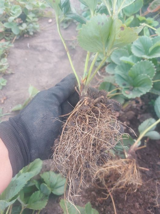 Рассада клубники разных сортов