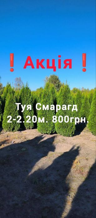 Туї, туя Смарагд, даніка, туи Колумна. Свій Розплідник