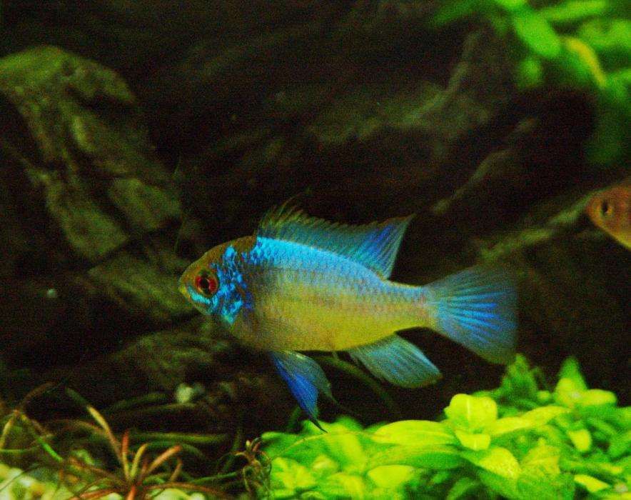 GB ramireza electric blue