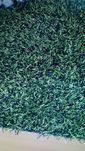 Carpete em tons de verde e preto