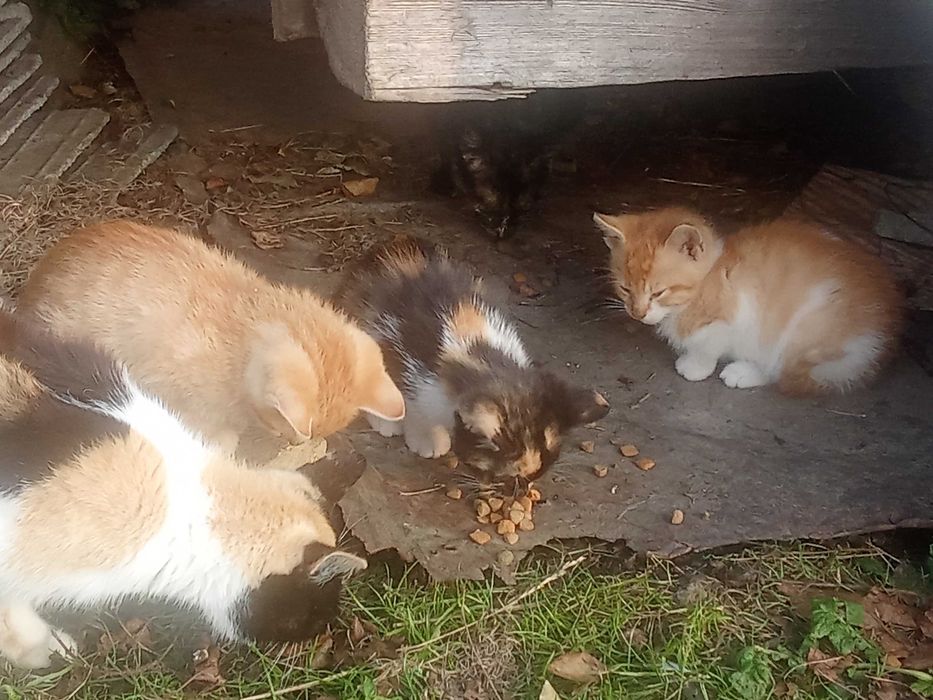 Oddam za darmo w Dobre ręce