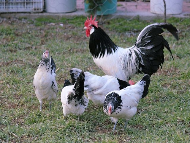 Інкубаційне яйце кур, курчата, Лакенфельдер білий, палевий.