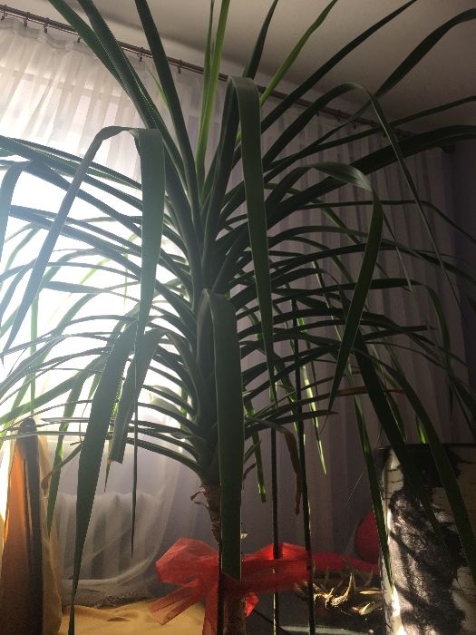 Smocze drzewo dracena