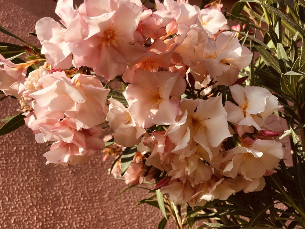 Oleander brzoskwiniowy pachnacy