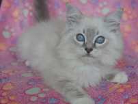Ragdoll kocurek ,rasowy rodowodowy FPL FIFE