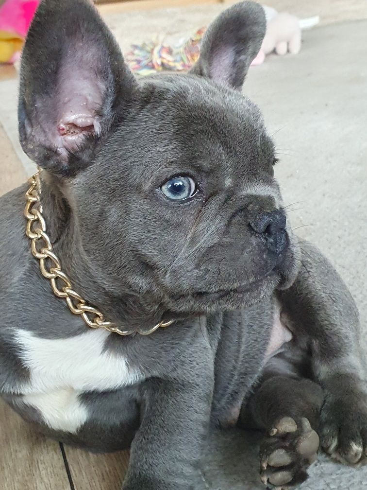 Buldog francuski, /,Blu piesek