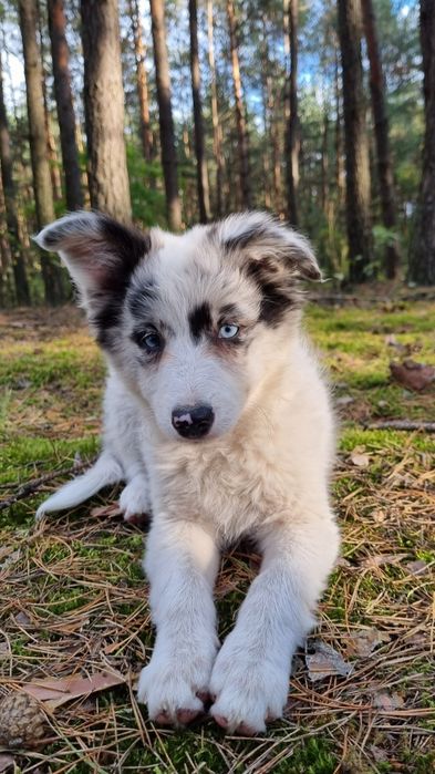 Border Collie suczka slate merle badania