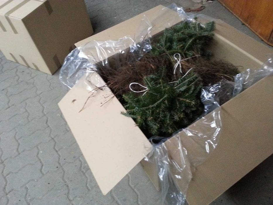 Jodła kaukaska 2/1 2/2 Jodła kaukaska, jodła Nordmanna na choinki