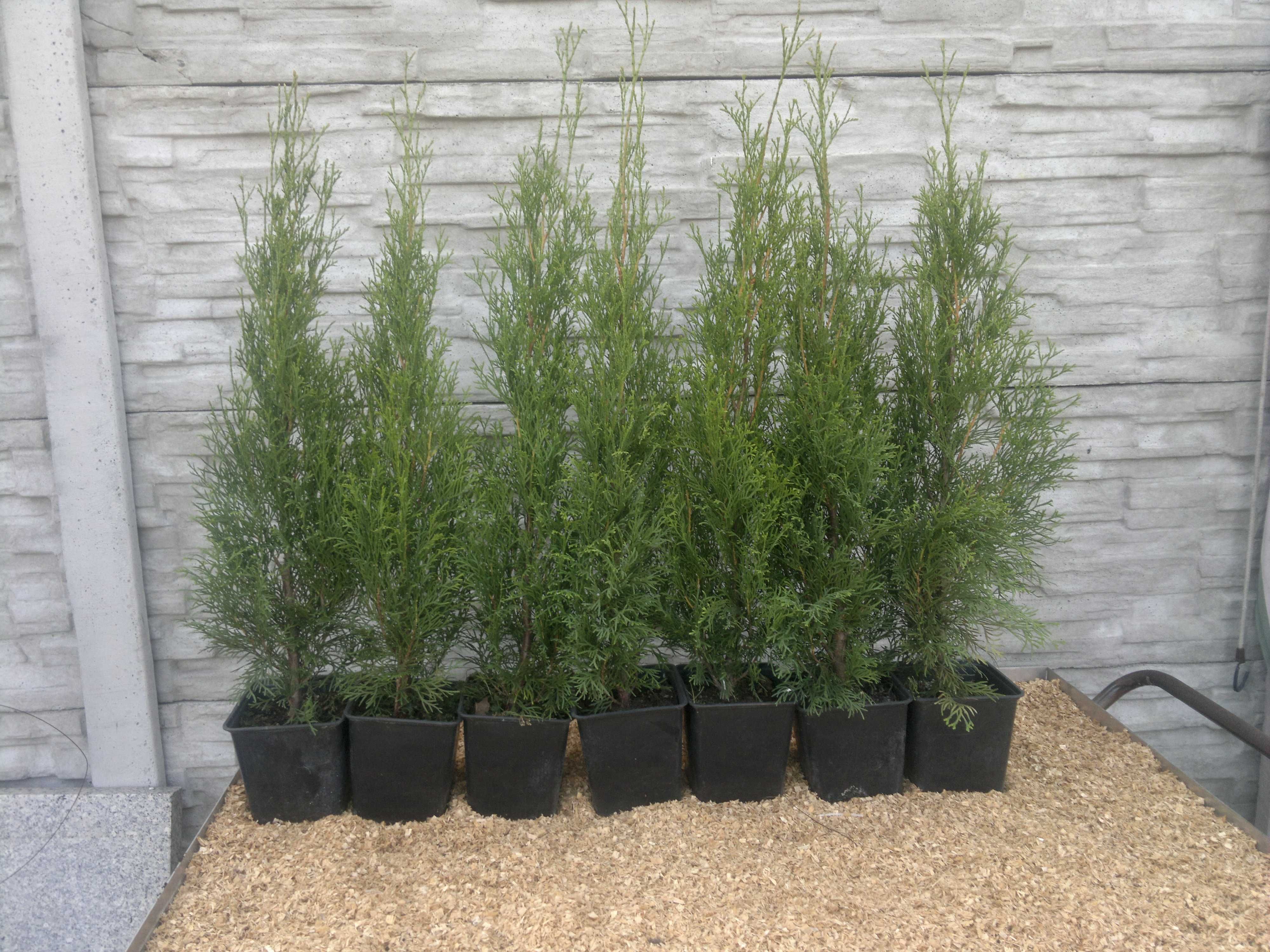 Thuja Szmaragd Smaragd doniczka  5 sztuk