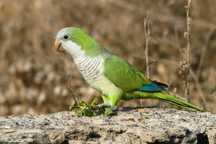 Conure peito cinza macho