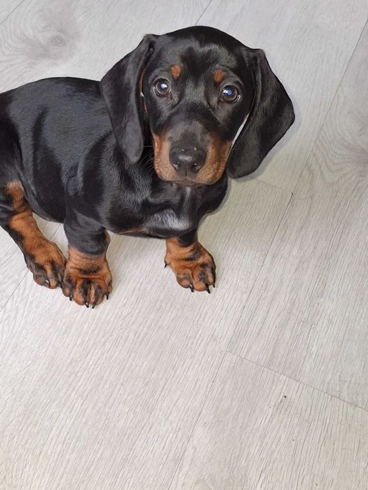 Jamnik krótkowłosy standard Zapowiedz miotu