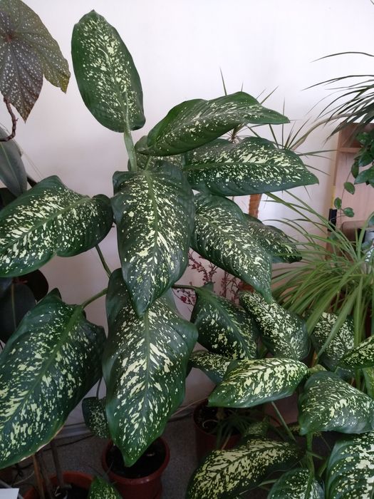 Дифенбахия дифенбахія 90-140 см домашний цветок в горшке Днепр