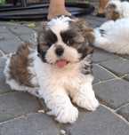Śliczny piesek shih tzu