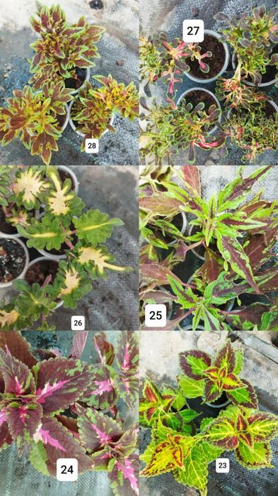 Продам колеуси різних сортів