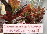 Продам кротон комнатные растения