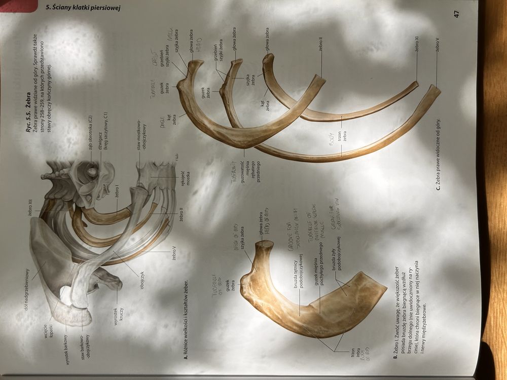 Atlas anatomii Gilroy, atlas do kolorowania Netter i fiszki